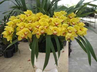 大花蕙兰（月芽）